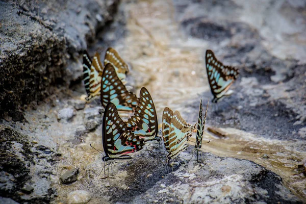 蝶群は土壌のミネラルを食べる — ストック写真