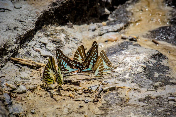Pillangók Raj eszik az ásványi anyagok a talajban — Stock Fotó