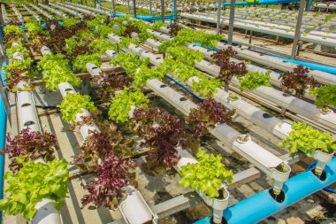 Organik hidroponik sebze yetiştirme çiftliği