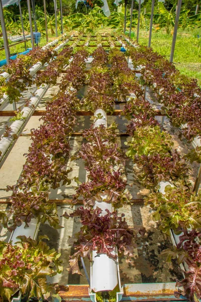 Azienda agricola biologica per la coltivazione di ortaggi idroponici — Foto Stock