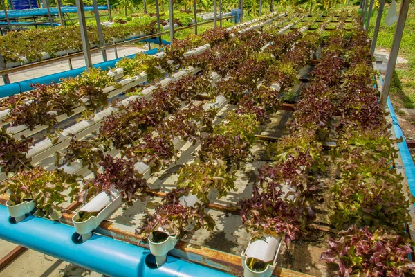 Granja ecológica de cultivo de hortalizas hidropónicas — Foto de Stock