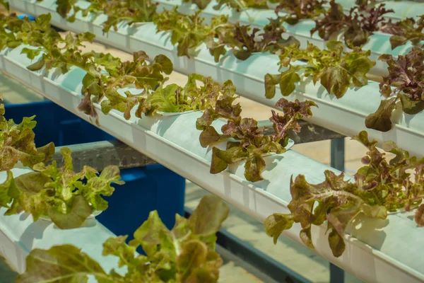 Organic hydroponic vegetable cultivation farm — Stock Photo, Image