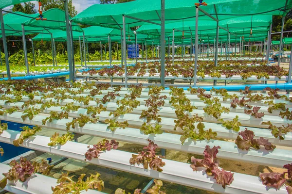 Granja ecológica de cultivo de hortalizas hidropónicas — Foto de Stock