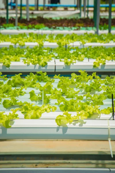 Organic hydroponic vegetable cultivation farm — Stock Photo, Image