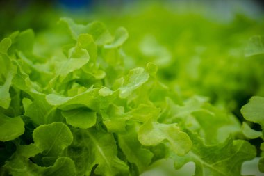 Organik hidroponik sebze yetiştirme çiftliği