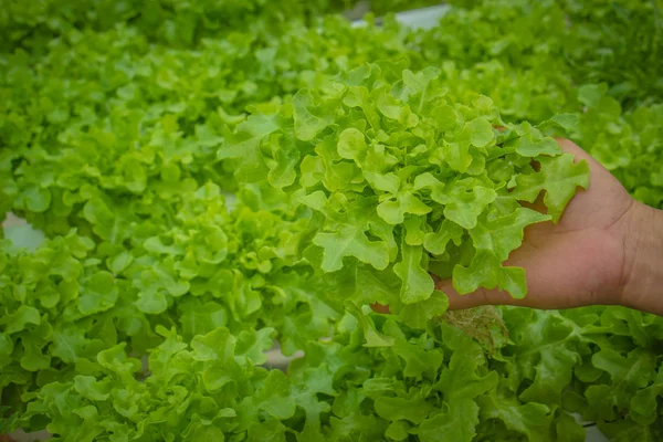 Organic hydroponic vegetable cultivation farm — Stock Photo, Image