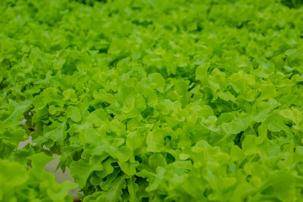 Organic hydroponic vegetable cultivation farm — Stock Photo, Image