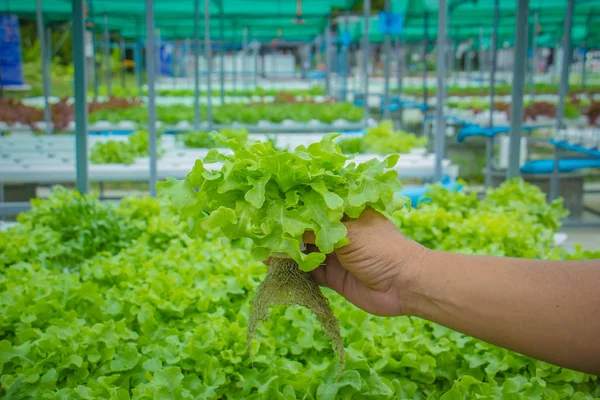 Organic hydroponic vegetable cultivation farm — Stock Photo, Image