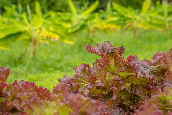 Biologischer Gemüseanbau mit Hydrokultur — Stockfoto