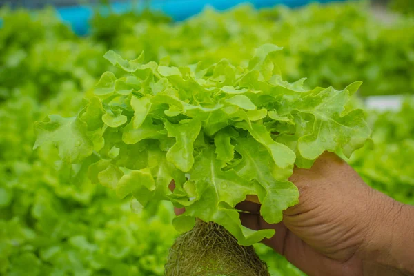 Organic hydroponic vegetable cultivation farm — Stock Photo, Image