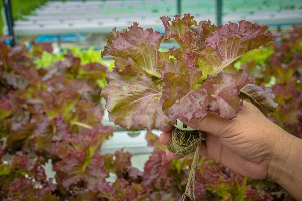 Organic hydroponic vegetable cultivation farm — Stock Photo, Image