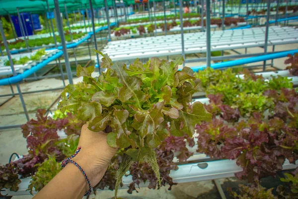 Organic hydroponic vegetable cultivation farm — Stock Photo, Image