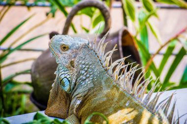 İguana fotoğrafı yakın çekim portre büyük yeşil