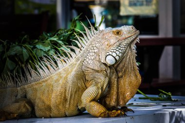 İguana fotoğrafı yakın çekim portre büyük yeşil