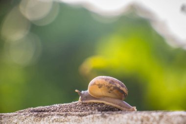 Salyangoz üzerinde betonun duvar bulanık makro yakın çekim sabah güneşin altında