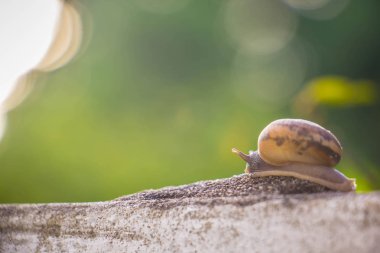Salyangoz üzerinde betonun duvar bulanık makro yakın çekim sabah güneşin altında