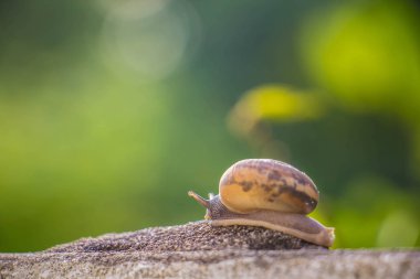 Salyangoz üzerinde betonun duvar bulanık makro yakın çekim sabah güneşin altında