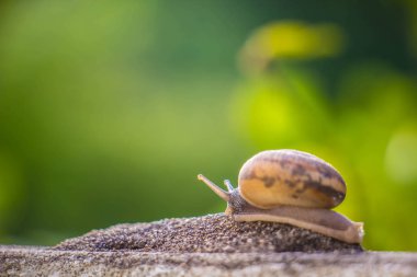 Salyangoz üzerinde betonun duvar bulanık makro yakın çekim sabah güneşin altında