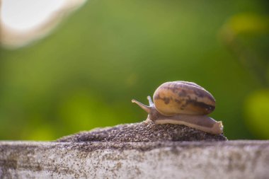 Salyangoz üzerinde betonun duvar bulanık makro yakın çekim sabah güneşin altında
