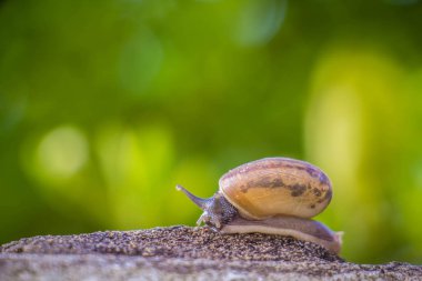 Salyangoz üzerinde betonun duvar bulanık makro yakın çekim sabah güneşin altında