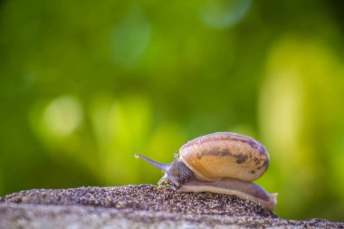 Salyangoz üzerinde betonun duvar bulanık makro yakın çekim sabah güneşin altında