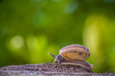 Salyangoz üzerinde betonun duvar bulanık makro yakın çekim sabah güneşin altında