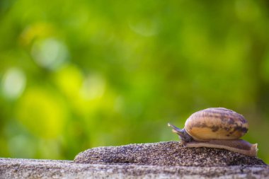 Salyangoz üzerinde betonun duvar bulanık makro yakın çekim sabah güneşin altında