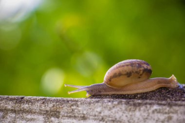 Salyangoz üzerinde betonun duvar bulanık makro yakın çekim sabah güneşin altında