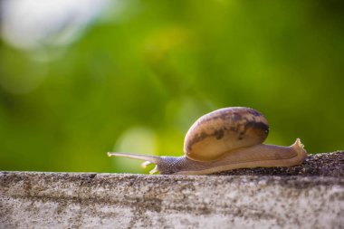Salyangoz üzerinde betonun duvar bulanık makro yakın çekim sabah güneşin altında