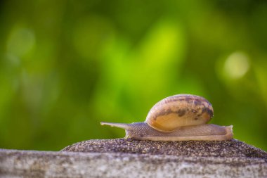 Salyangoz üzerinde betonun duvar bulanık makro yakın çekim sabah güneşin altında