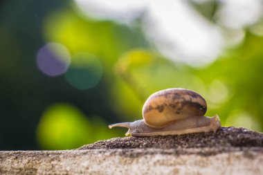 Salyangoz üzerinde betonun duvar bulanık makro yakın çekim sabah güneşin altında