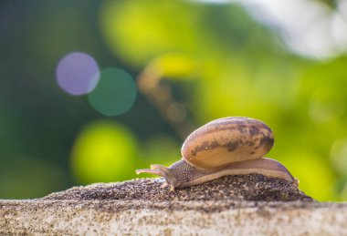 Salyangoz üzerinde betonun duvar bulanık makro yakın çekim sabah güneşin altında