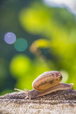 Salyangoz üzerinde betonun duvar bulanık makro yakın çekim sabah güneşin altında