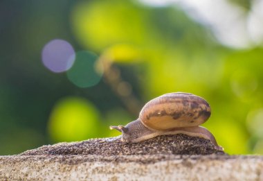 Salyangoz üzerinde betonun duvar bulanık makro yakın çekim sabah güneşin altında