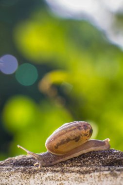 Salyangoz üzerinde betonun duvar bulanık makro yakın çekim sabah güneşin altında