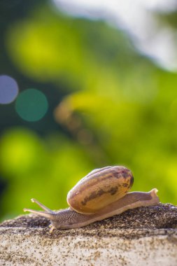 Salyangoz üzerinde betonun duvar bulanık makro yakın çekim sabah güneşin altında