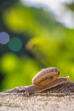 Salyangoz üzerinde betonun duvar bulanık makro yakın çekim sabah güneşin altında