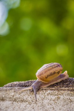 Salyangoz üzerinde betonun duvar bulanık makro yakın çekim sabah güneşin altında