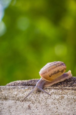 Salyangoz üzerinde betonun duvar bulanık makro yakın çekim sabah güneşin altında