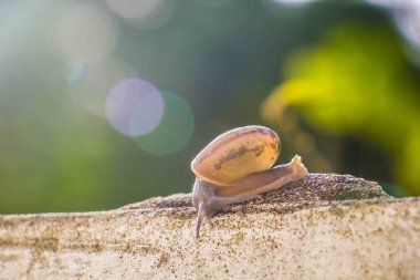 Salyangoz üzerinde betonun duvar bulanık makro yakın çekim sabah güneşin altında
