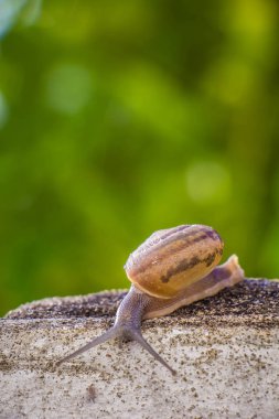 Salyangoz üzerinde betonun duvar bulanık makro yakın çekim sabah güneşin altında