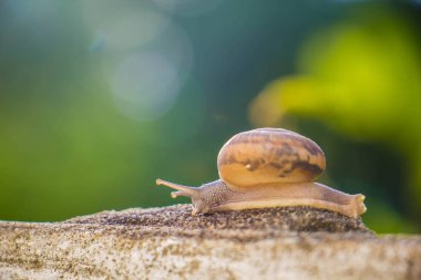 Salyangoz üzerinde betonun duvar bulanık makro yakın çekim sabah güneşin altında