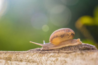 Salyangoz üzerinde betonun duvar bulanık makro yakın çekim sabah güneşin altında