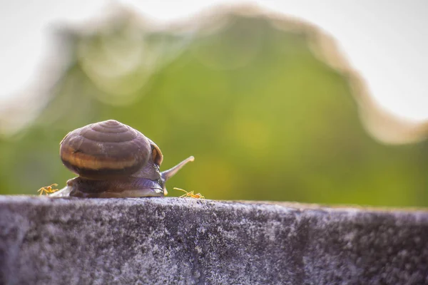 Schnecke an der Betonwand in Makro-Nahaufnahme Morgensonne verschwommen — Stockfoto