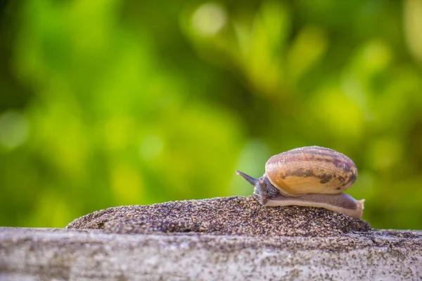 Salyangoz üzerinde betonun duvar bulanık makro yakın çekim sabah güneşin altında