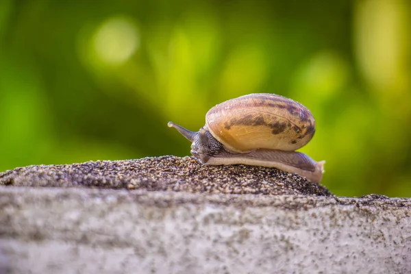 Salyangoz üzerinde betonun duvar bulanık makro yakın çekim sabah güneşin altında