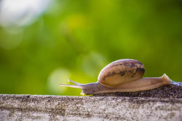Salyangoz üzerinde betonun duvar bulanık makro yakın çekim sabah güneşin altında