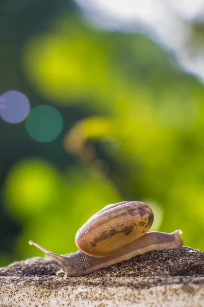 Salyangoz üzerinde betonun duvar bulanık makro yakın çekim sabah güneşin altında
