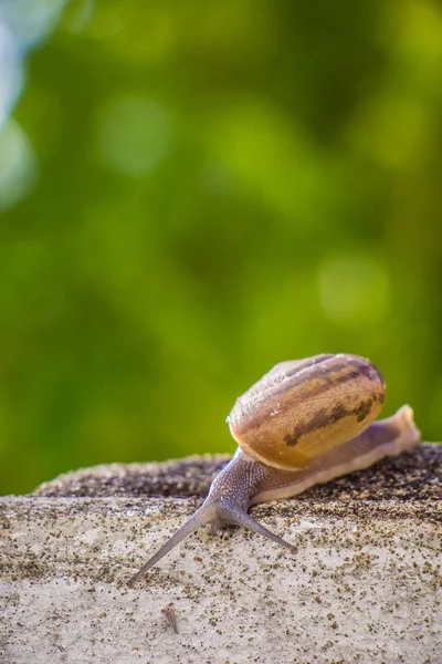 Salyangoz üzerinde betonun duvar bulanık makro yakın çekim sabah güneşin altında