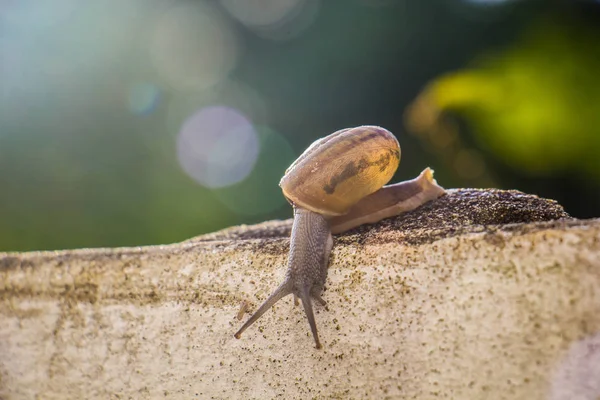 Salyangoz üzerinde betonun duvar bulanık makro yakın çekim sabah güneşin altında